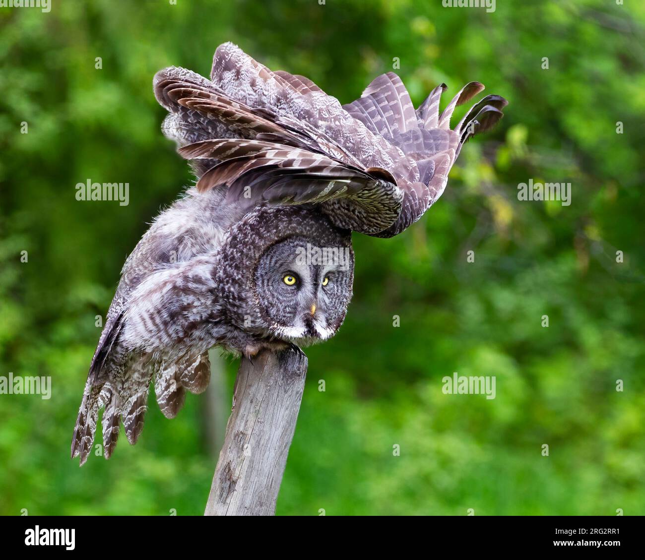 Il Great Grey OLW è uno dei gufi più iconici d'Europa e del Nord America. Questa immagine mostra un'interessante posa di questo impressionante uccello che si allunga Foto Stock