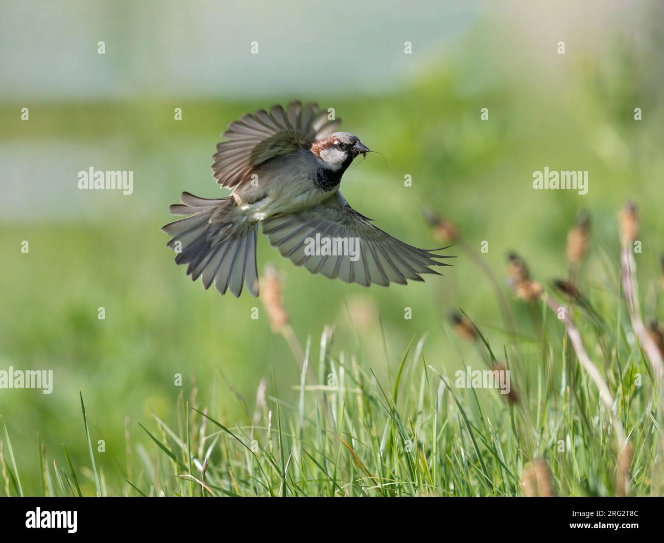 Foraggiando passero domestico (Passer domesticus) adulta con insetti (Crane Fly) nel suo disegno di legge che volano a bassa quota sopra il grasland in cerca di insetti da nutrire h Foto Stock