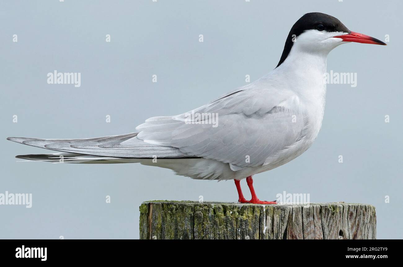 Tern comune (Sterna hirundo), adulto che siede su un palo, visto lateralmente. Foto Stock