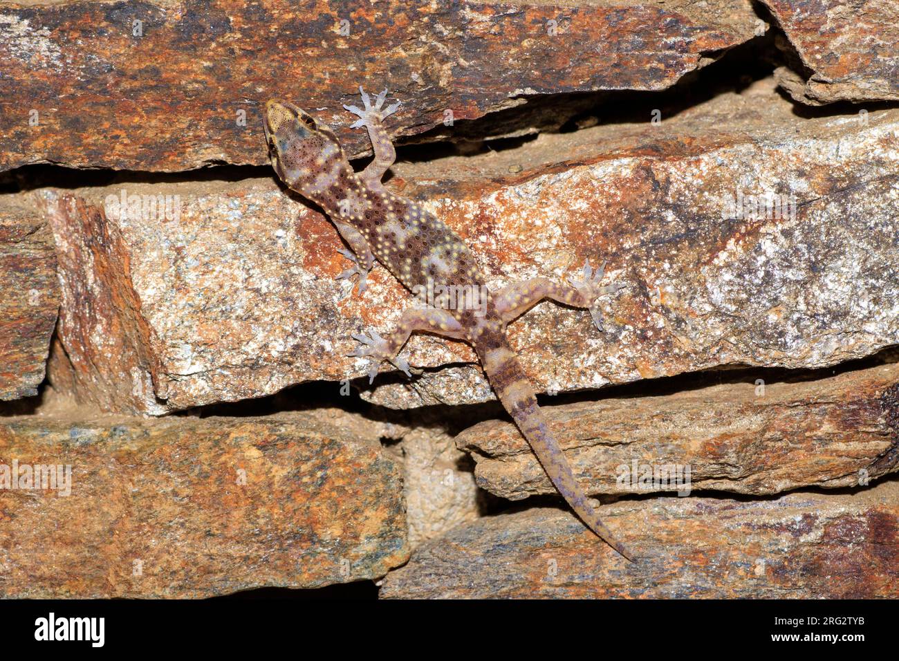 Il turco Gecko (Hemidactylus turcicus) ha preso il 09/02/2022 a Hyères, Francia. Foto Stock