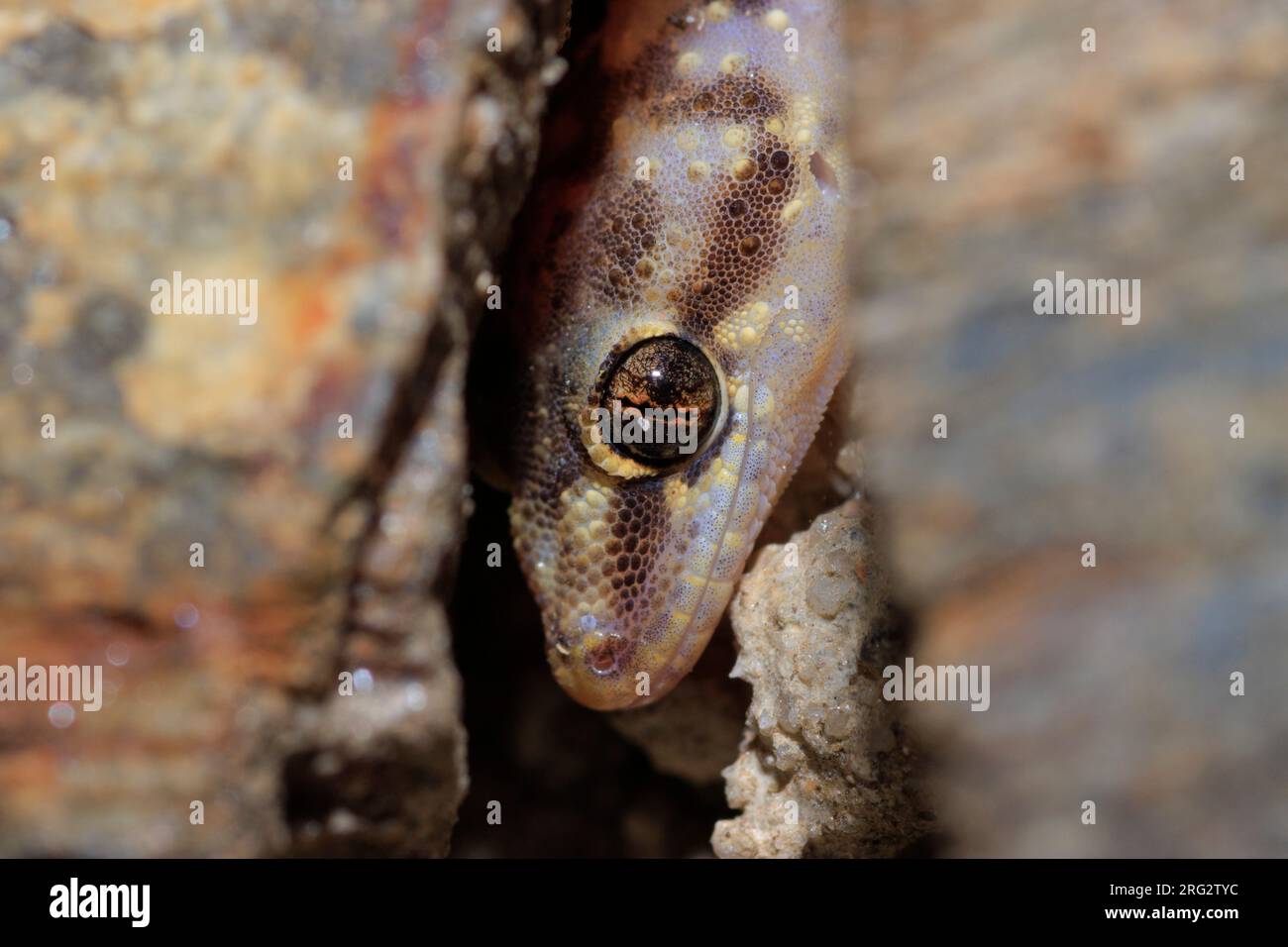 Il turco Gecko (Hemidactylus turcicus) ha preso il 09/02/2022 a Hyères, Francia. Foto Stock