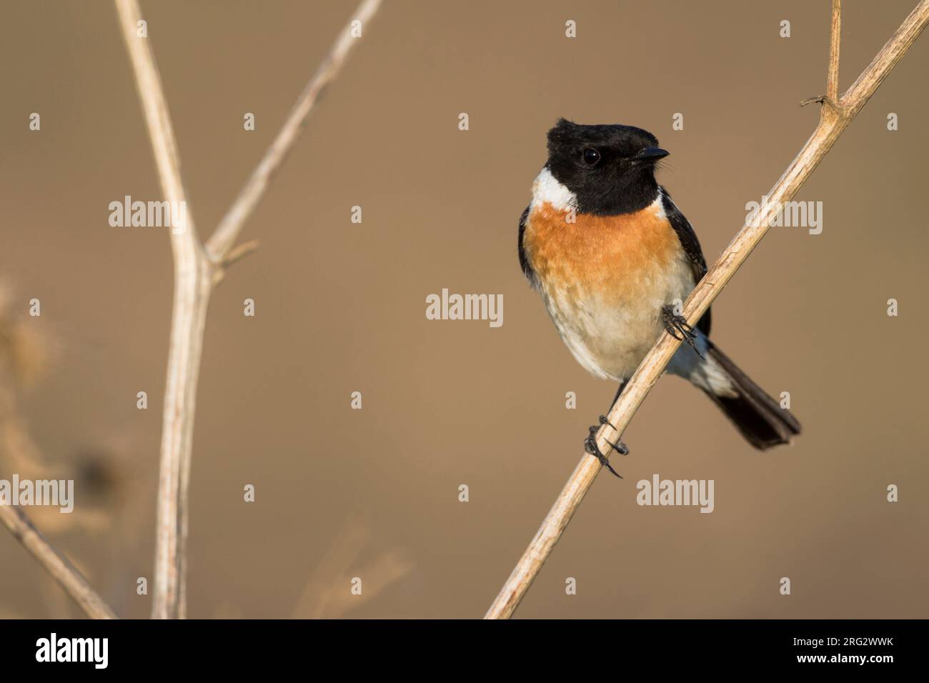 Siberian Stonechat - Pallasschwarzkehlchen - Saxicola maurus, Russia (Urali), maschio adulto Foto Stock