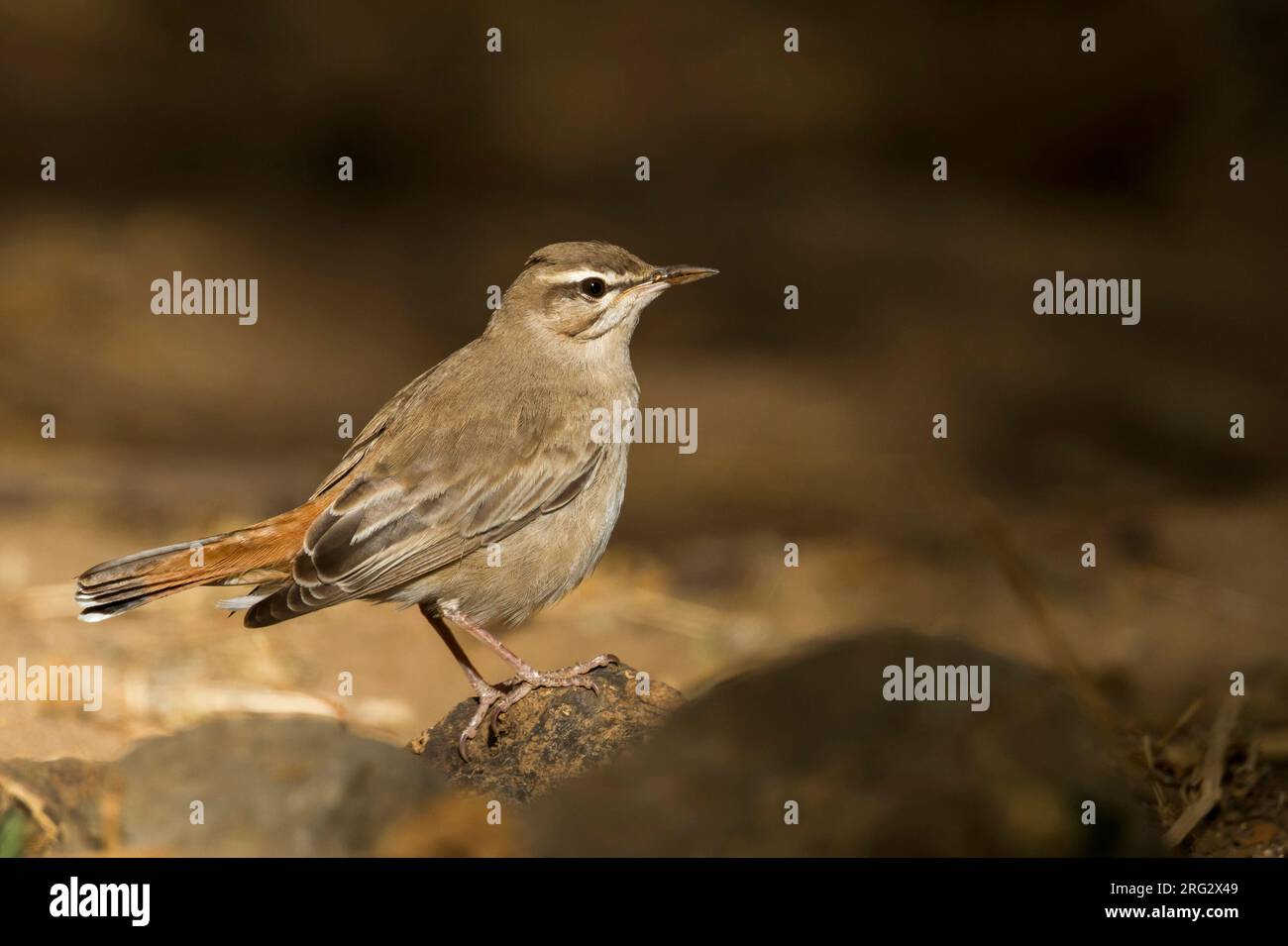 Rufous Bush-Chat - Heckensänger - Cercotrichas galactotes ssp. familiaris, Oman Foto Stock