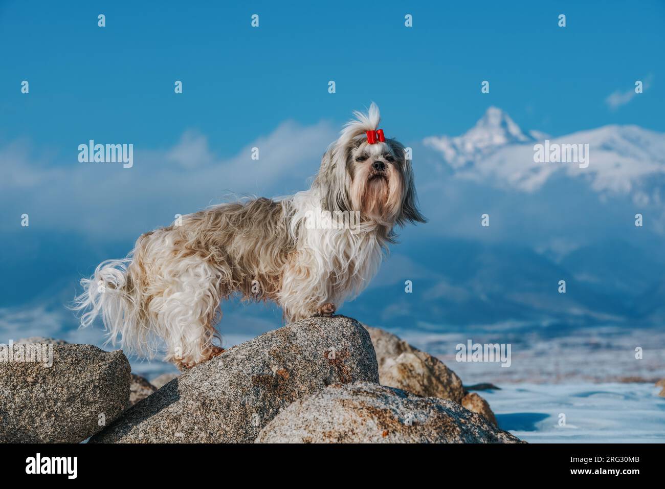 Il cane Shih tzu si erge sulla pietra sullo sfondo delle montagne in inverno Foto Stock