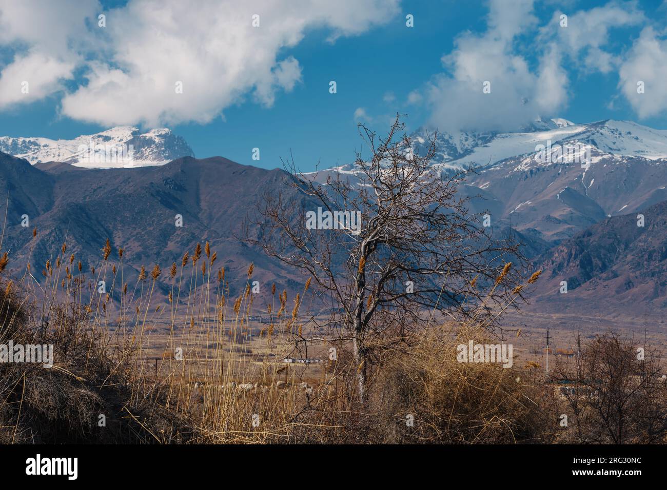 Paesaggio autunnale con alberi sullo sfondo delle montagne, Kirghizistan Foto Stock