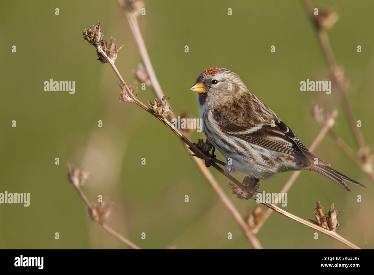 Redpoll comune - Taiga-BIrkenzeisig - Carduelis flammea flammea, Germania Foto Stock