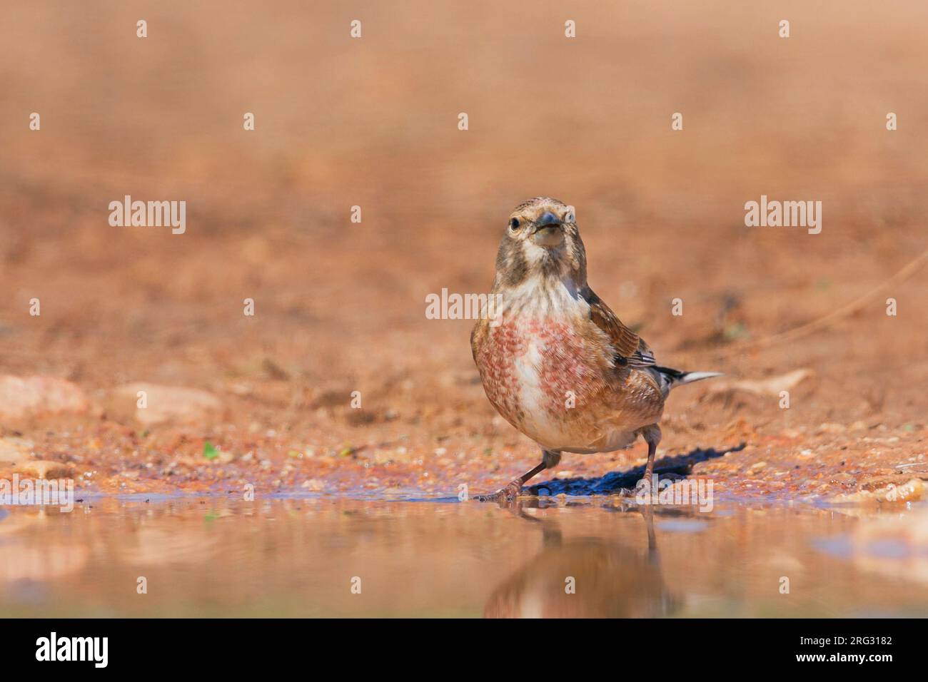 Linnet, Kneu, Carduelis cannabina ssp. mediterranea, Mallorca, maschio adulto Foto Stock