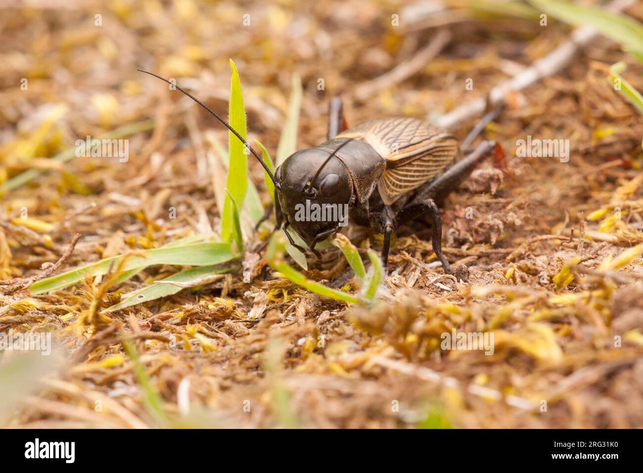 Campo da cricket; Gryllus campestris Foto Stock