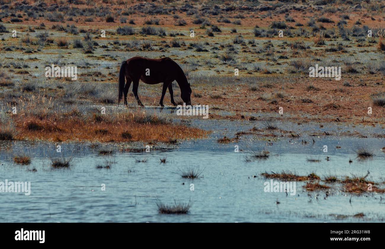 Il cavallo pascolava in un prato con l'acqua Foto Stock
