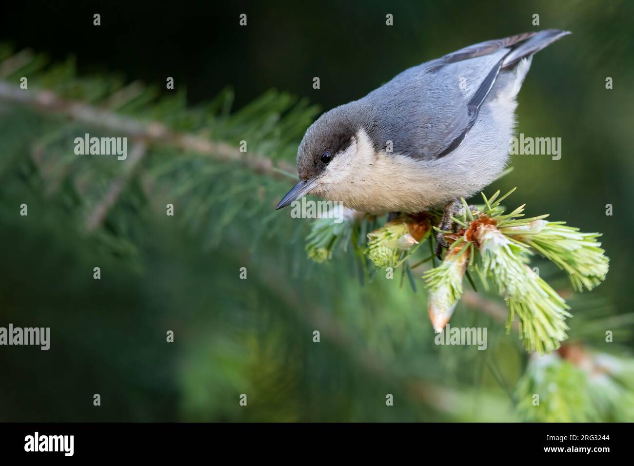 Pygmy Nuthatch (Sitta pygmaea) in Nord America. Foto Stock