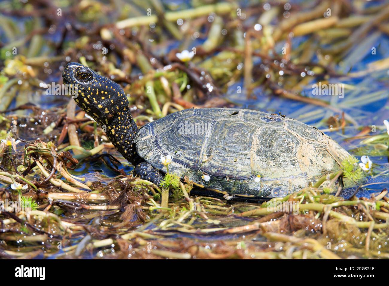 European Pond Terrapin (Emys orbicularis) preso il 19/05/2020 a Hyères, Francia. Foto Stock