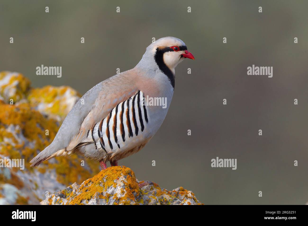 Aziatische Steenpatrijs staand op marcisce, Chukar arroccato al rock Foto Stock