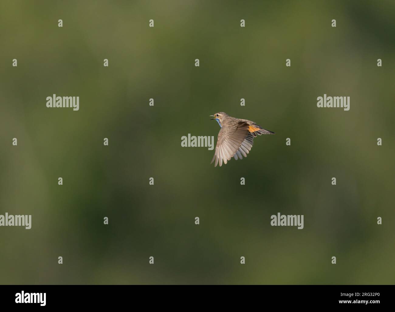 Cantando male Bluethroat (Luscinia svecica) in volo nella riserva naturale N2000 di Mariapeel Foto Stock