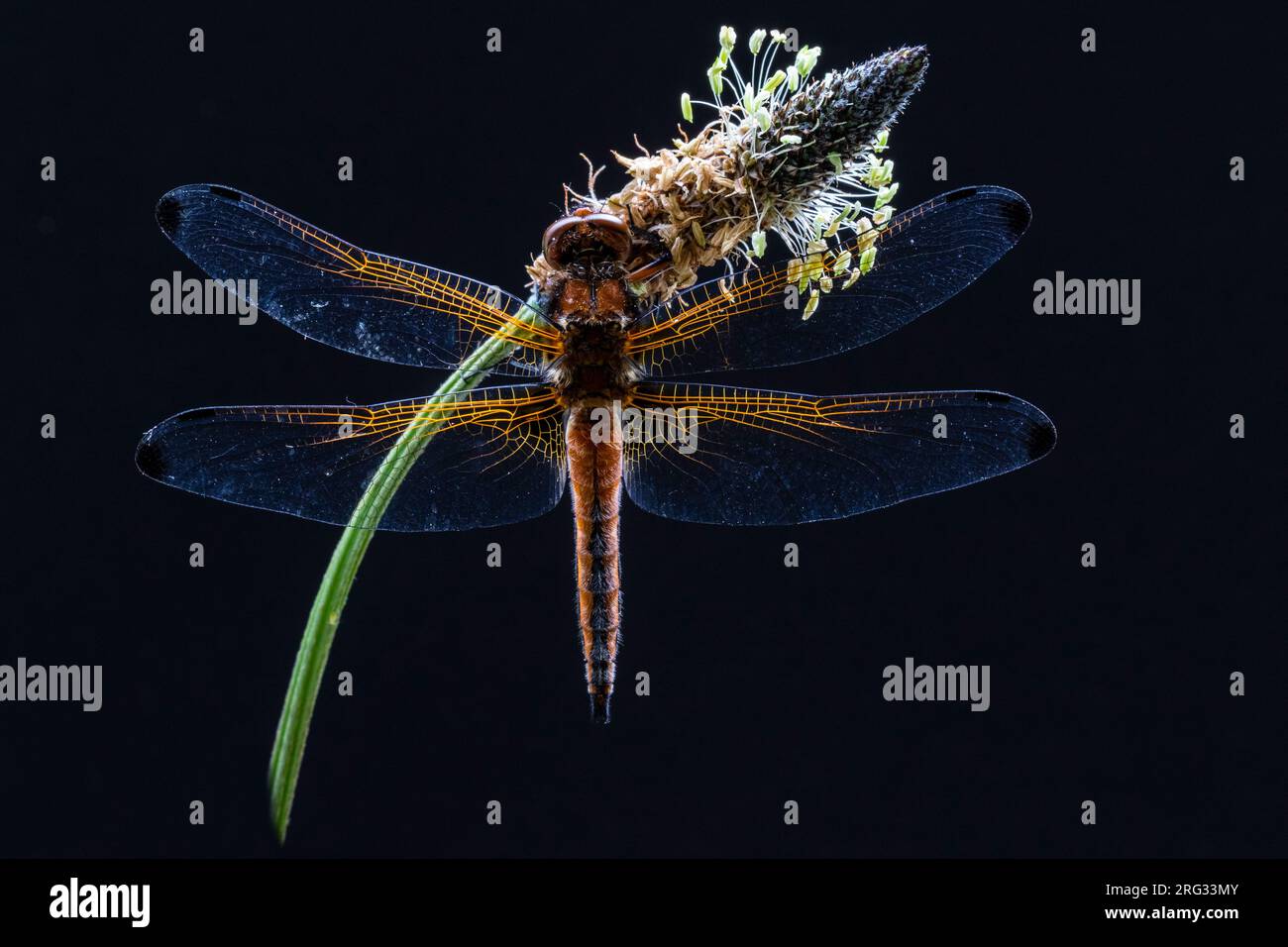 Blue Chaser, Bruine korenbout, Libellula fulva Foto Stock