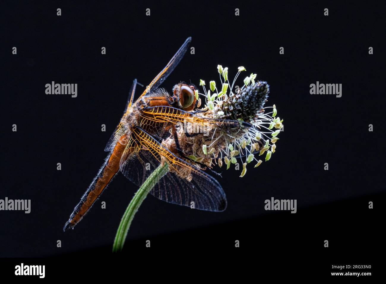 Blue Chaser, Bruine korenbout, Libellula fulva Foto Stock