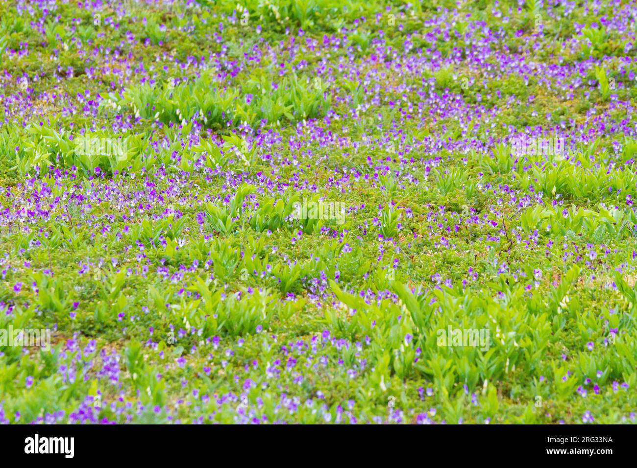 Dune Pansy, Viola tricolor subsp. curtisii in campo su pendenza duna Foto Stock
