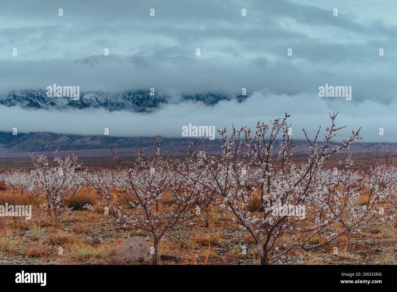 Paesaggio primaverile con albicocche sullo sfondo delle montagne, in Kirghizistan Foto Stock