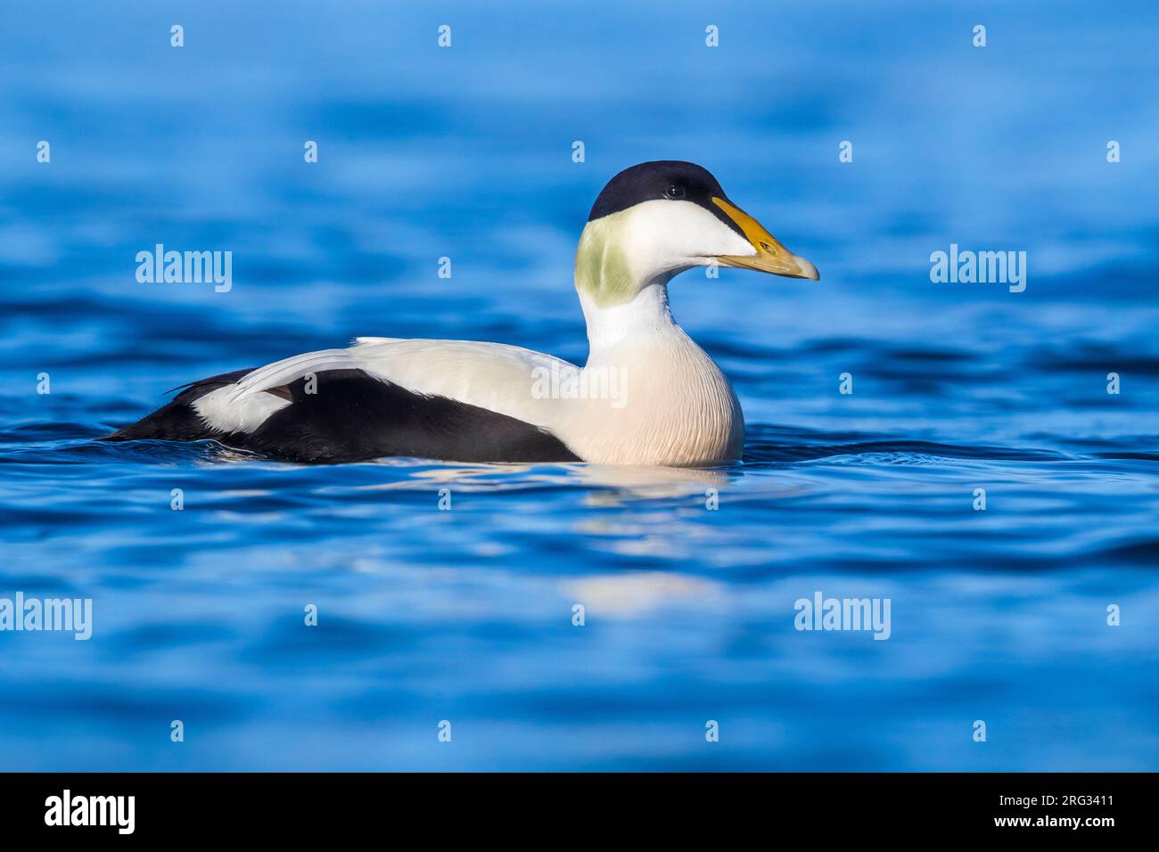 Adulto maleCommon Eider (Somateria mollissima borealis) in primavera in Islanda. Nuota su un lago tundra. Foto Stock