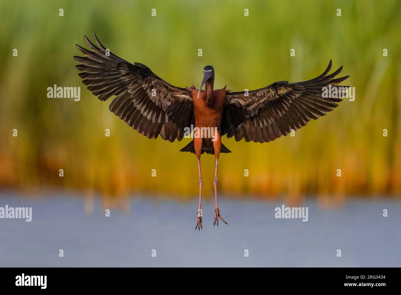 Glossy Ibis, Plegadis falcinellus, in Italia. Foto Stock