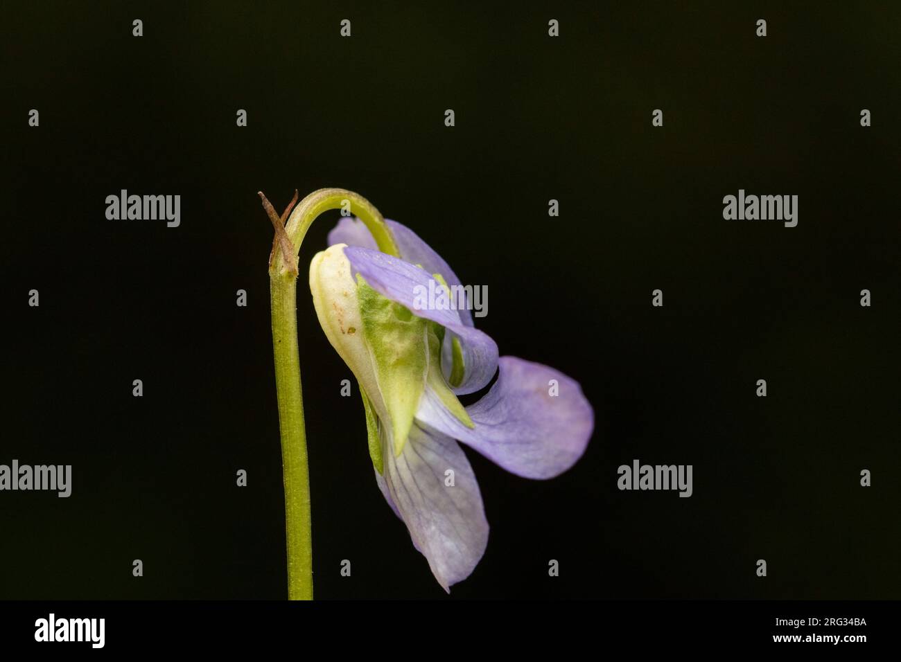 Bleeksporig bosviooltje, Common Dog-Violet, Viola rivinia Foto Stock