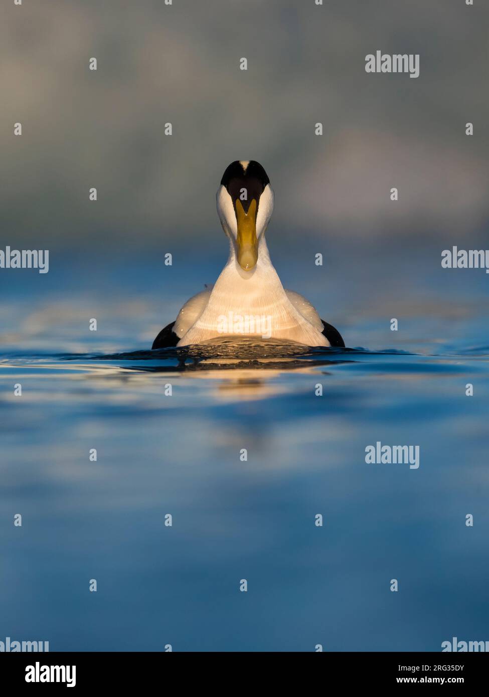 Maschio adulto comune Eider (Somateria mollissima borealis) durante la primavera in Islanda. Nuota sulla laguna del ghiacciaio Jökulsárlón. Foto Stock