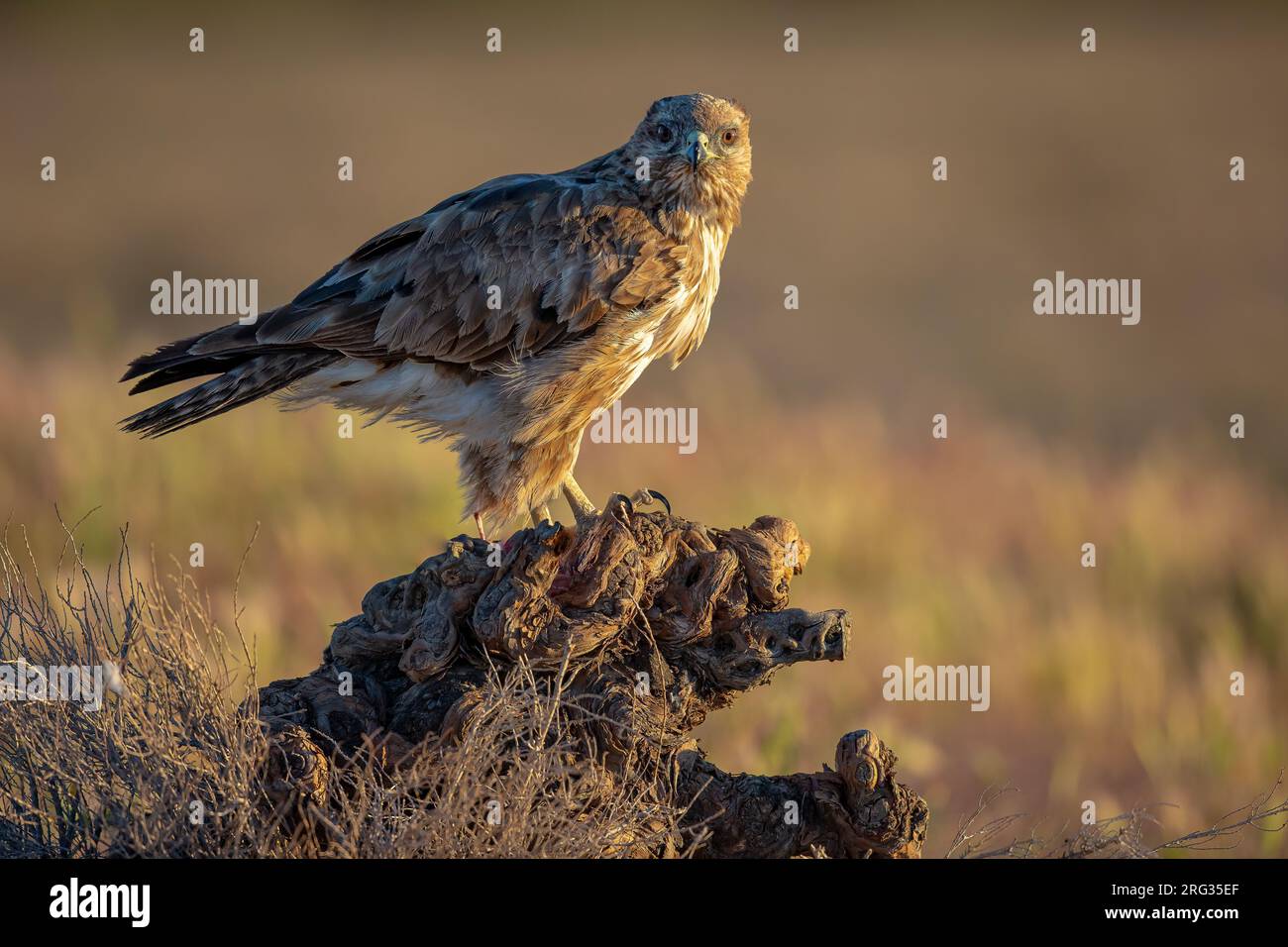 Una pozzarda all'alba Foto Stock