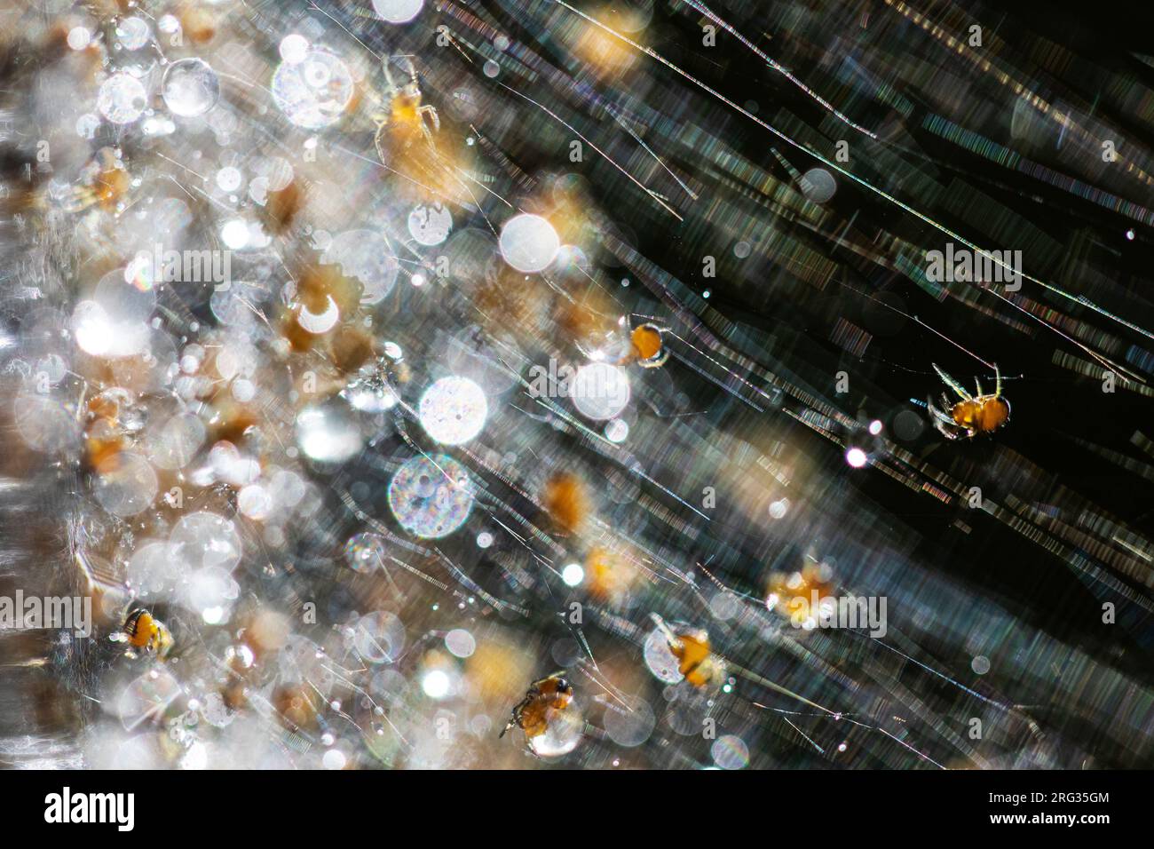 Spide da giardino europeo Foto Stock