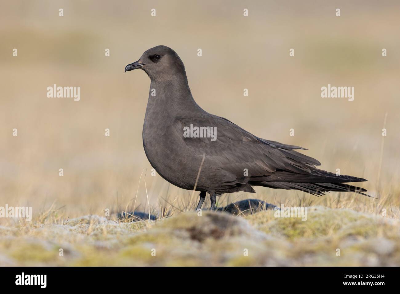 Jaeger parassita (Stercorarius parasiticus), vista laterale di un adulto morfo scuro in piedi sul terreno, regione meridionale, Islanda Foto Stock