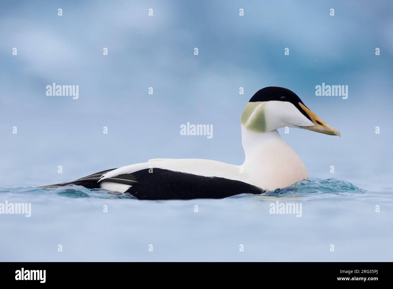 Comune Eider (Somateria mollisima borealis), vista laterale di un adulto maschio nuoto, Regione meridionale, Islanda Foto Stock