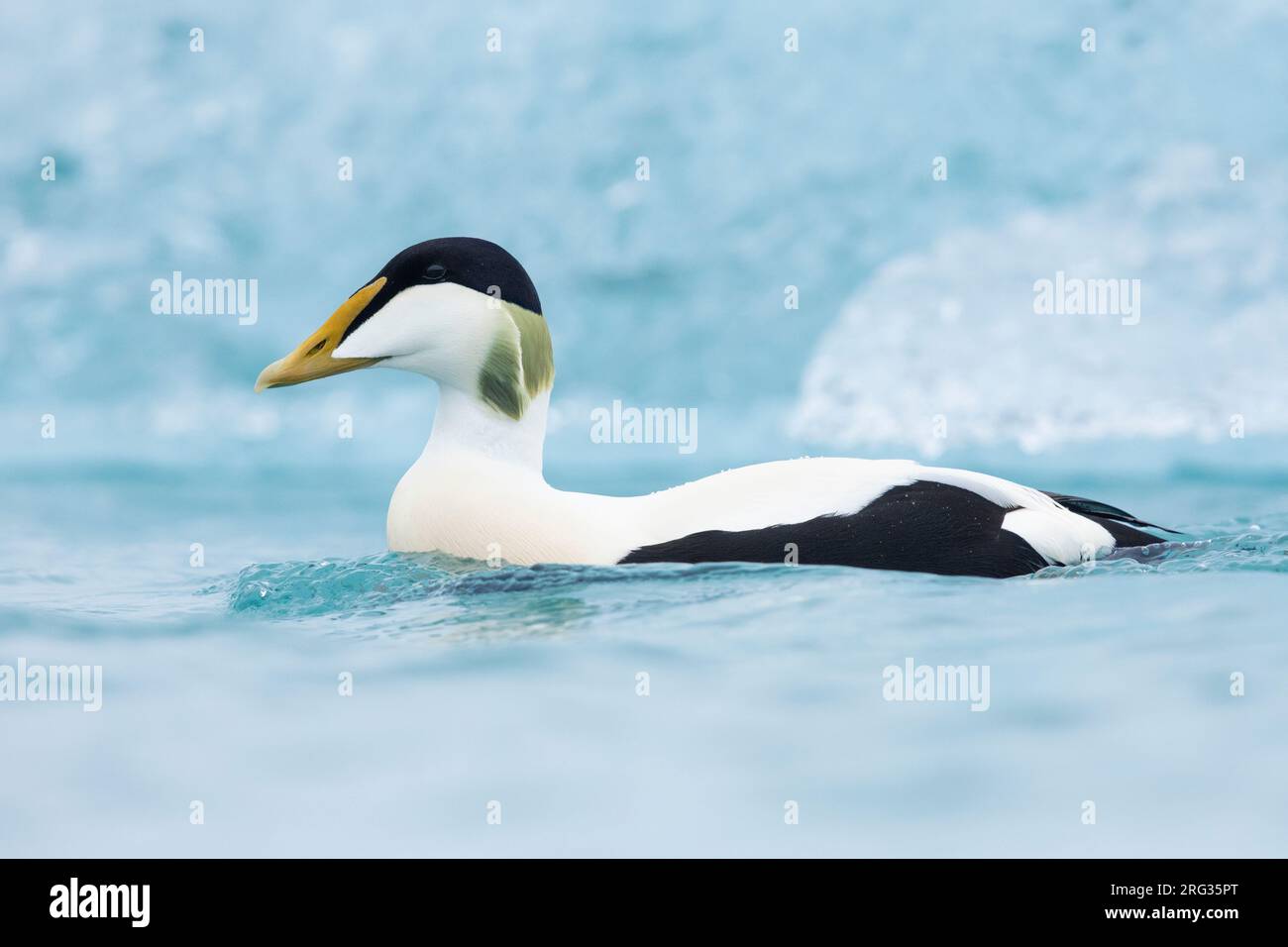 Comune Eider (Somateria mollisima borealis), vista laterale di un adulto maschio nuoto, Regione meridionale, Islanda Foto Stock