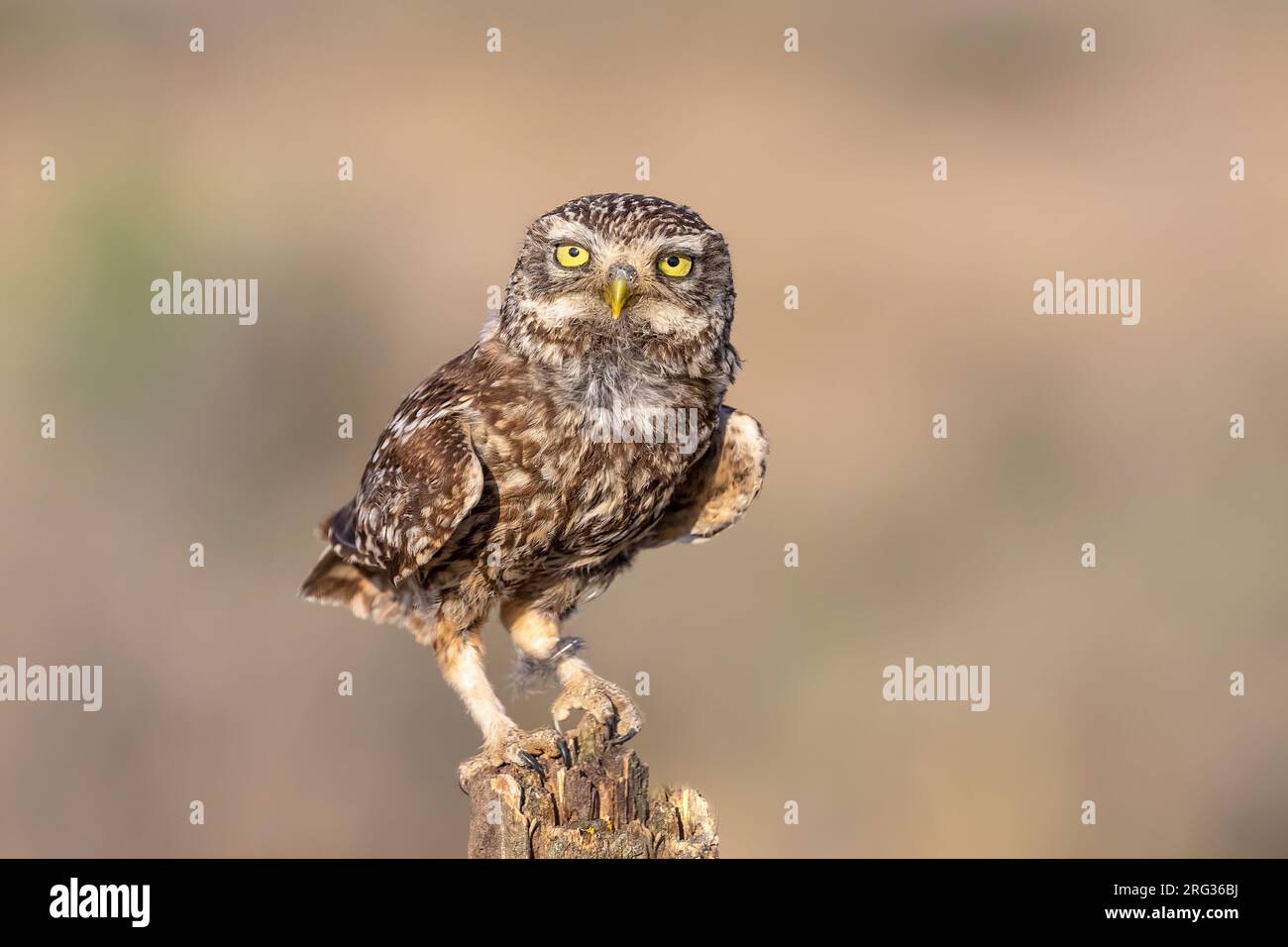 Primo piano di un piccolo gufo libero su una roccia dalla parte anteriore Foto Stock