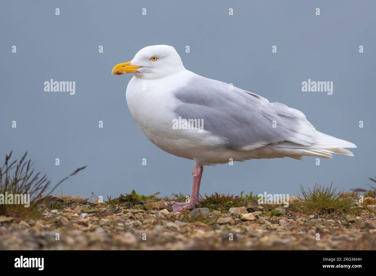 L'estate adulta ha precipitato Glaucous Gull (Larus hyperboreus leuceretes) durante la tarda primavera lungo la costa islandese. Foto Stock