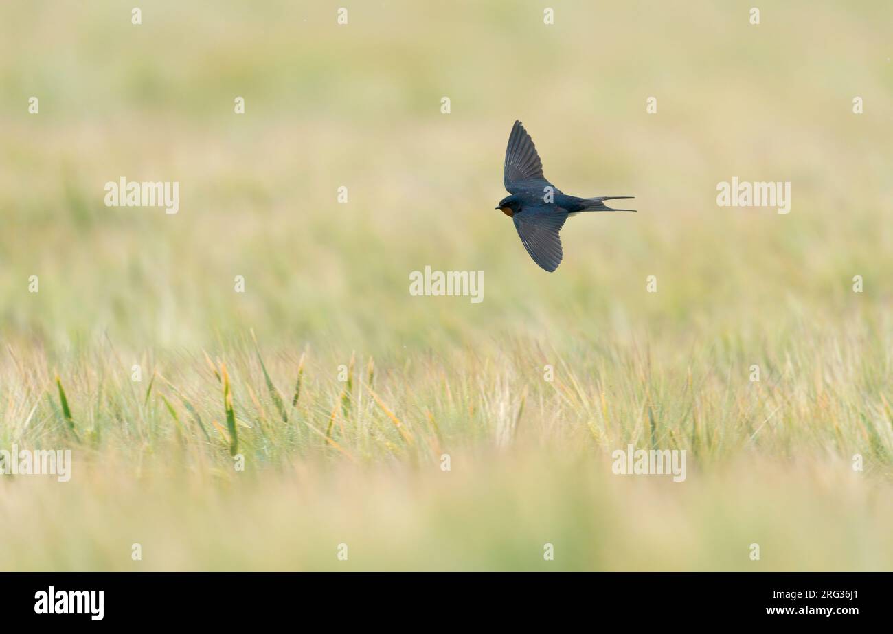 Fienile (Hirundo rustica) che vola e si nutre in basso sopra un campo di mais durante una giornata piovosa e umida Foto Stock