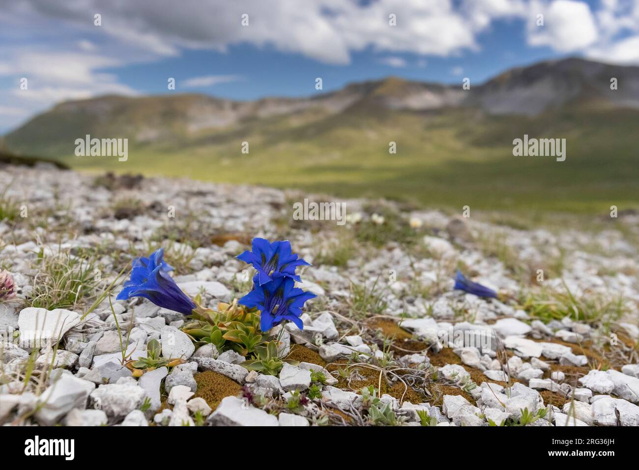 Tromba gentile (Gentiana dinarica), fiori in habitat alpino, Abruzzo, Italia Foto Stock