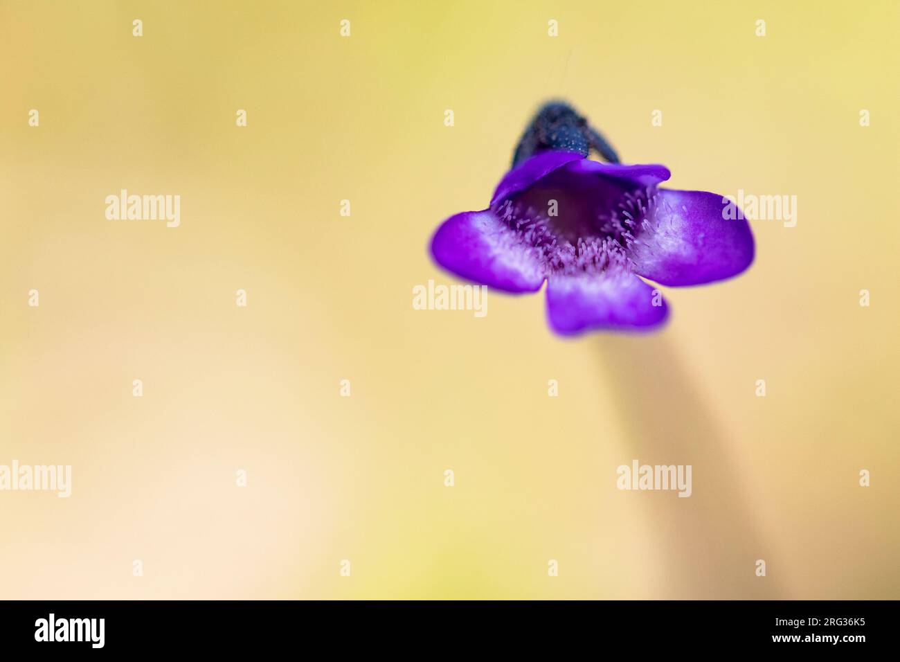 Grande mosto di burro fiorito, Pinguicula grandiflora, Foto Stock