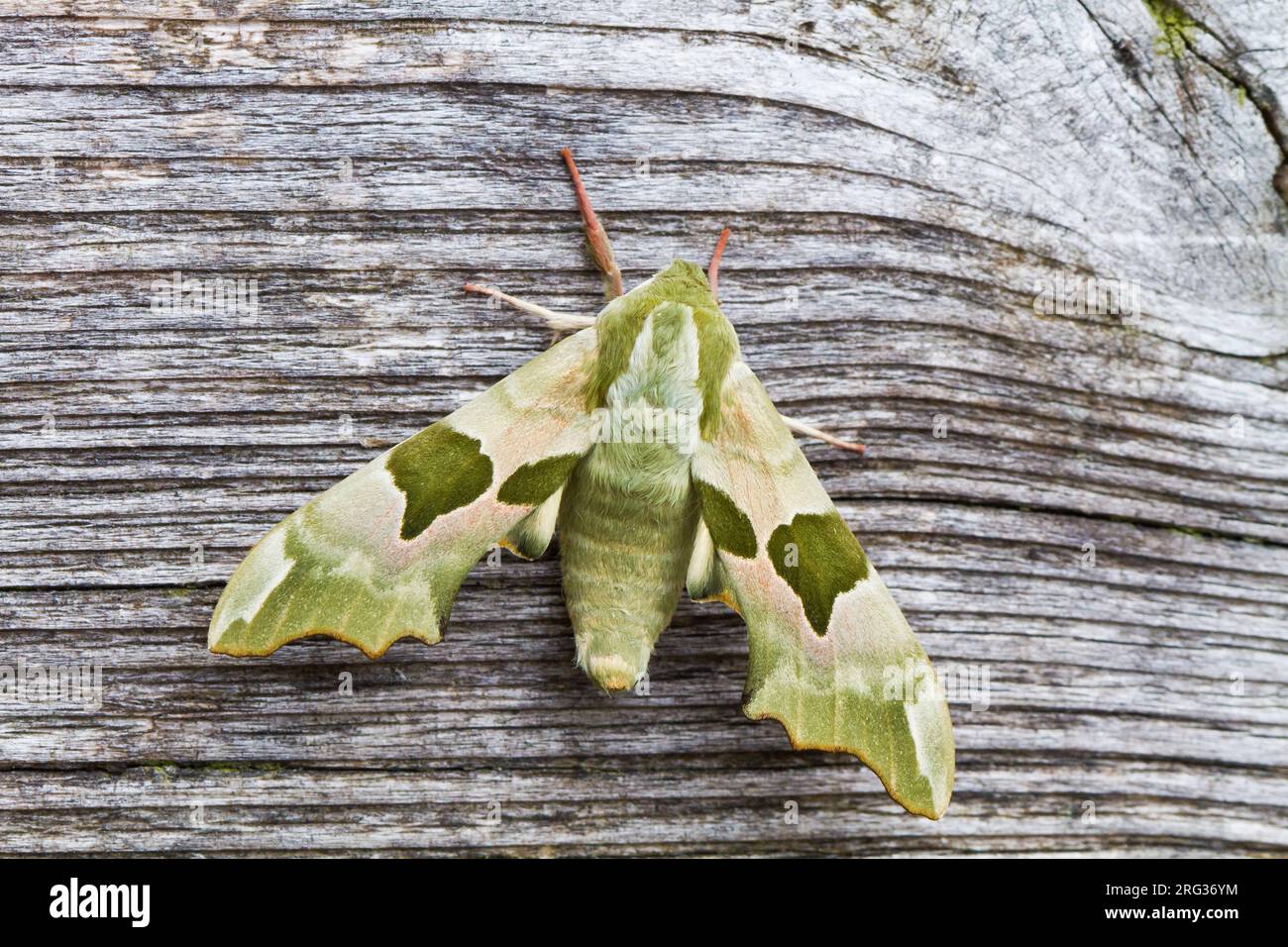 Lime Hawkmoth, Lindepijlstaart, Mimas tiliae male Foto Stock