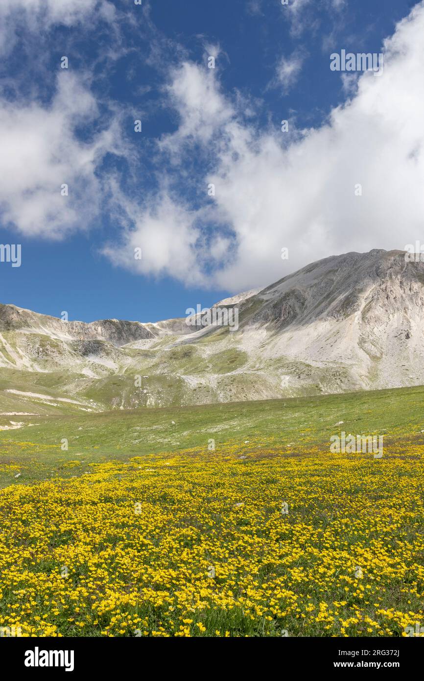 Paesaggio montano, pendii montani ricoperti di fiori di Ranunculus, Abruzzo, Italia Foto Stock