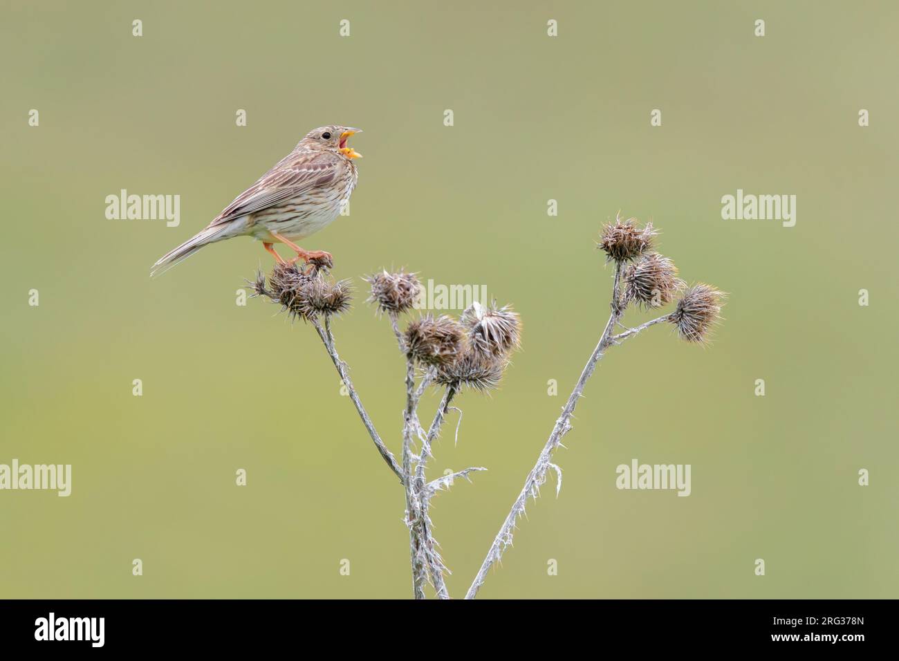 Corn Bunting (Emberiza calandra), vista laterale di un adulto che canta da un tistello morto, Abruzzo, Italia Foto Stock