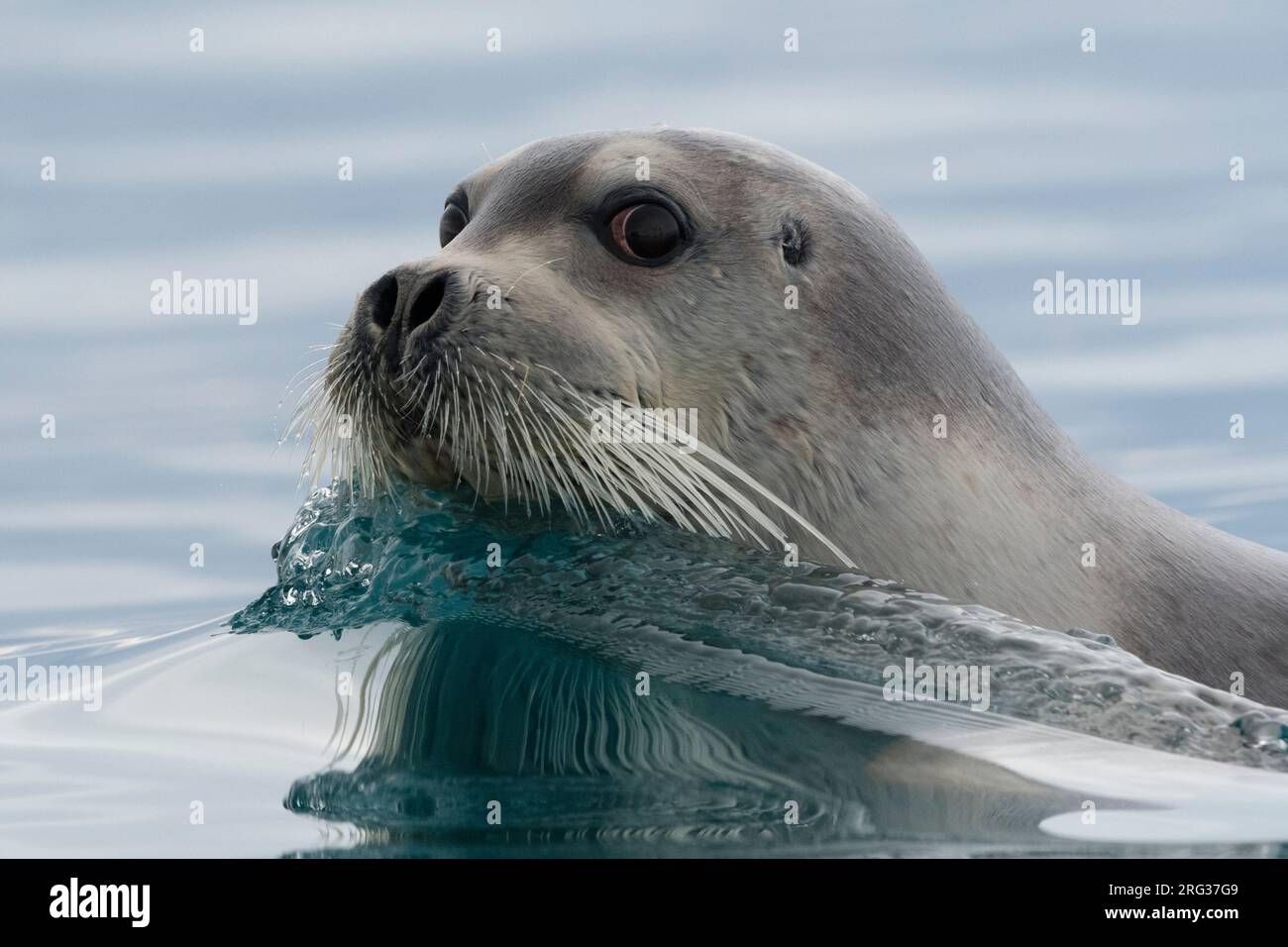 Una foca bugnata, Erignathus barbatus, che nuota nelle acque artiche. Svalbard, Norvegia Foto Stock