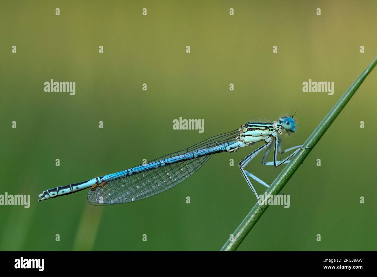 Damselfly con gambe bianche maschili Foto Stock
