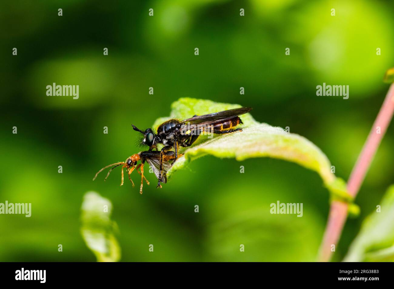 Robberfly dai capelli dorati, Eikenstamjager, Choerades marginata Foto Stock