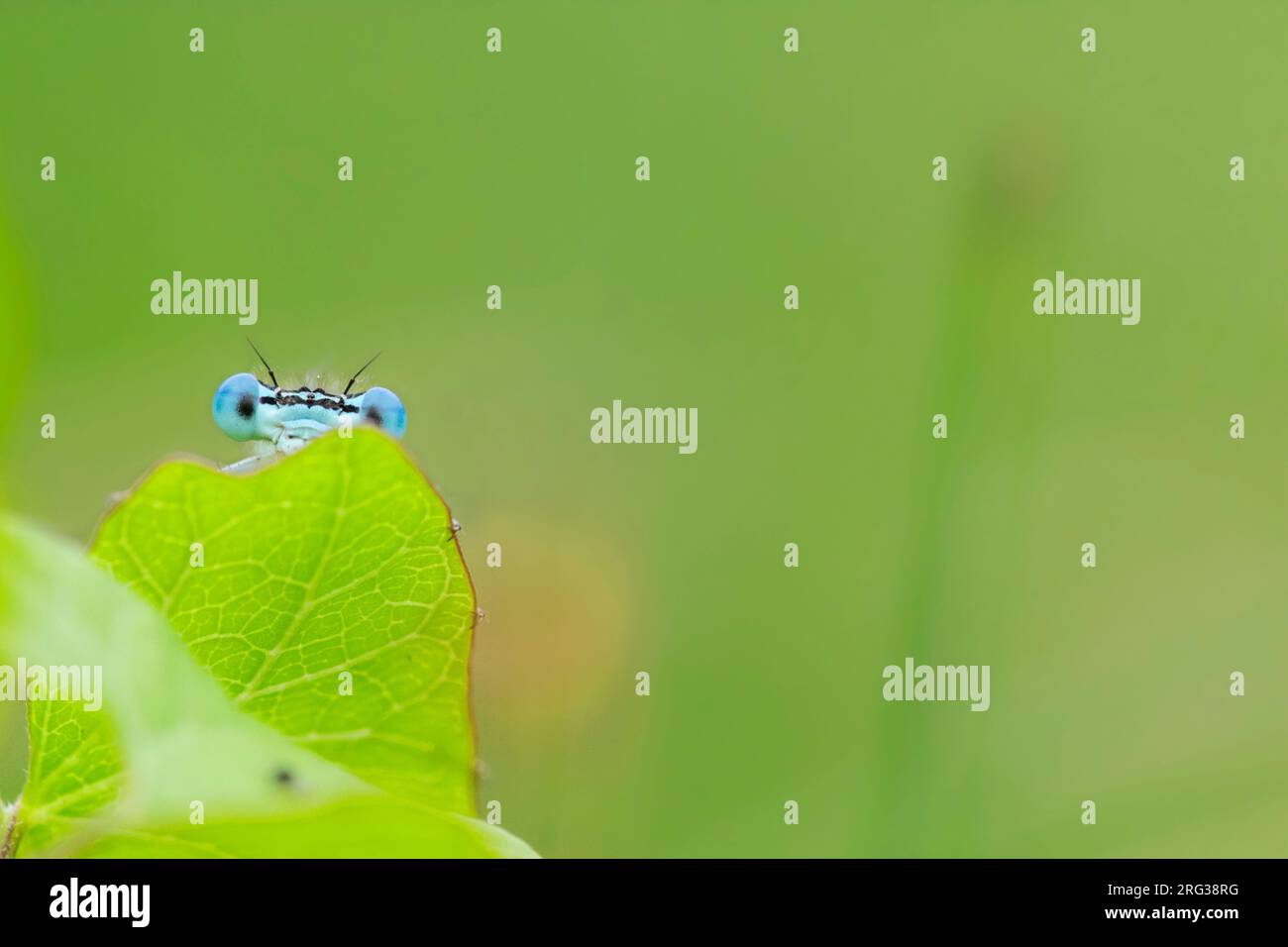 Blue Featherleg maschile Foto Stock