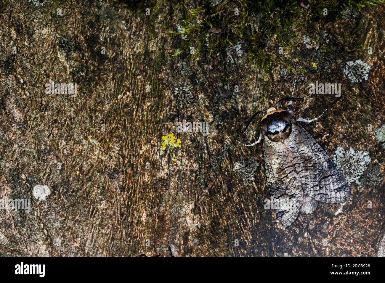 Goat Moth, Cossus cossus Foto Stock