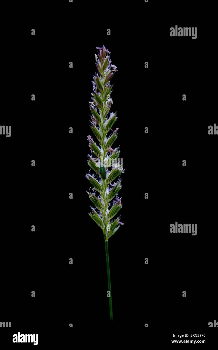 Erba stallo crestata, Cynosurus cristatus Foto Stock