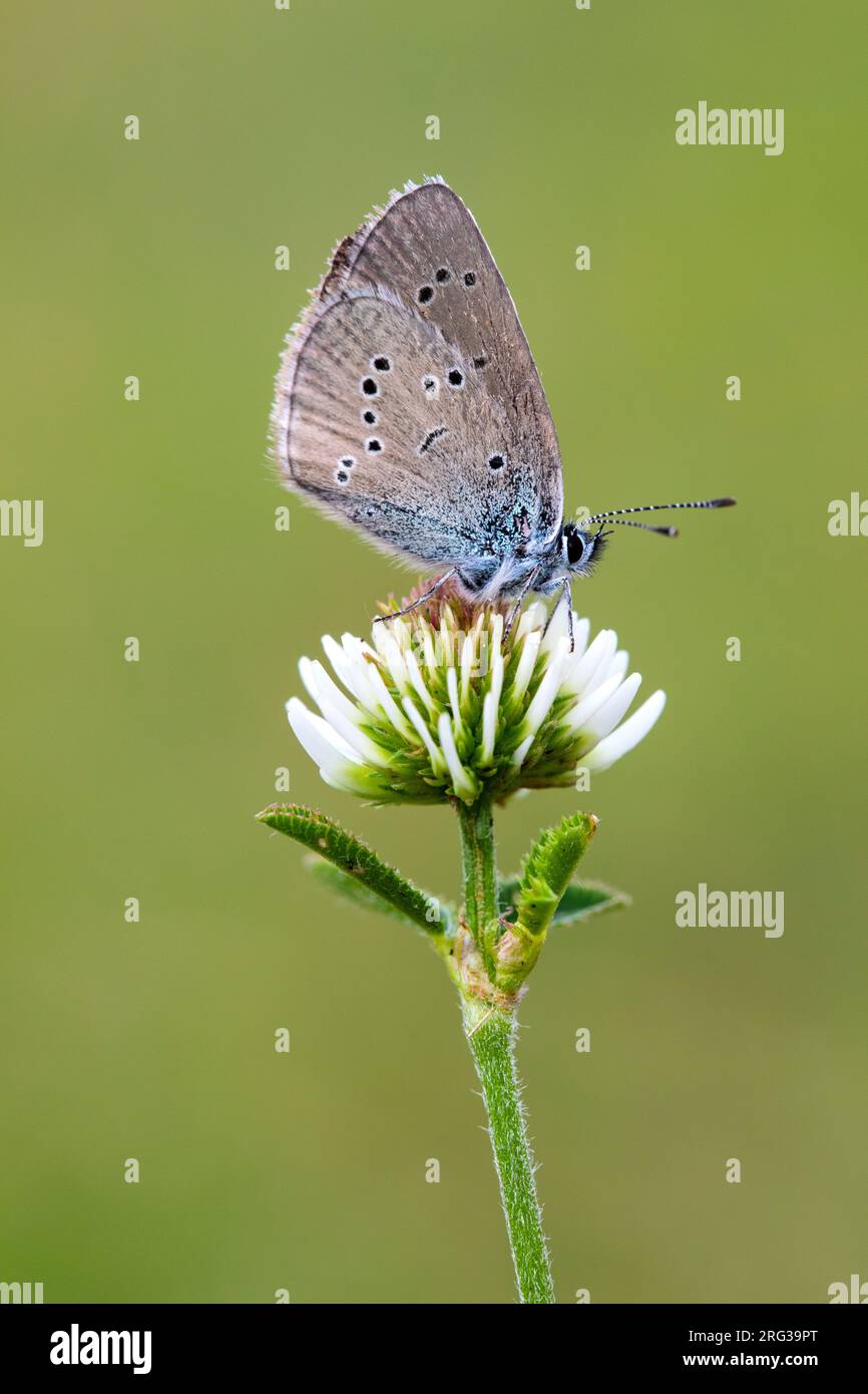 Mazarine Blue, Klaverblauwtje, Cyaniris semiargus Foto Stock
