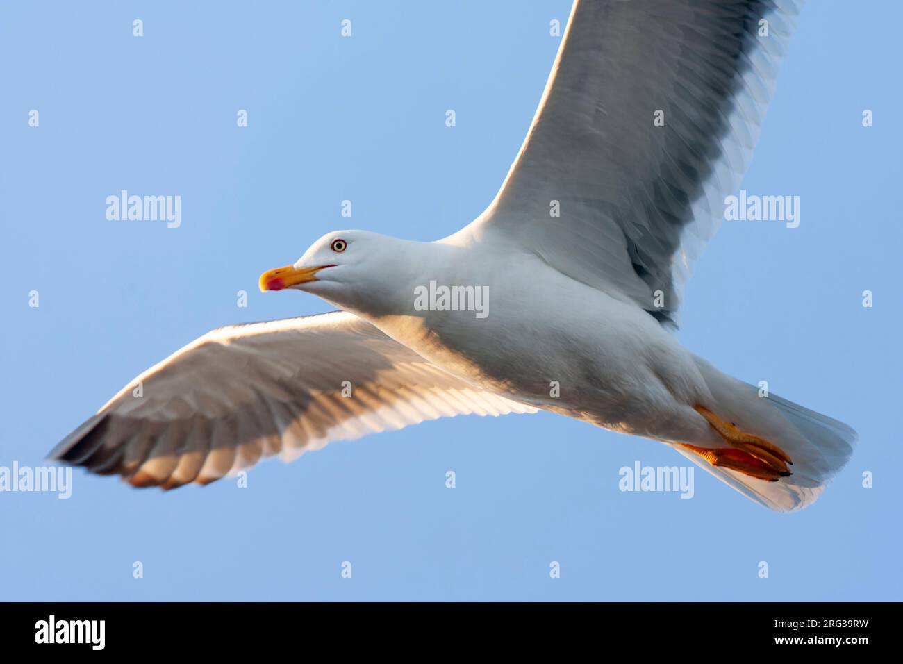 Adulti più piccolo Gull nero-backed (Larus fuscus) nei Paesi Bassi. Volare vicino sopra la testa. Foto Stock