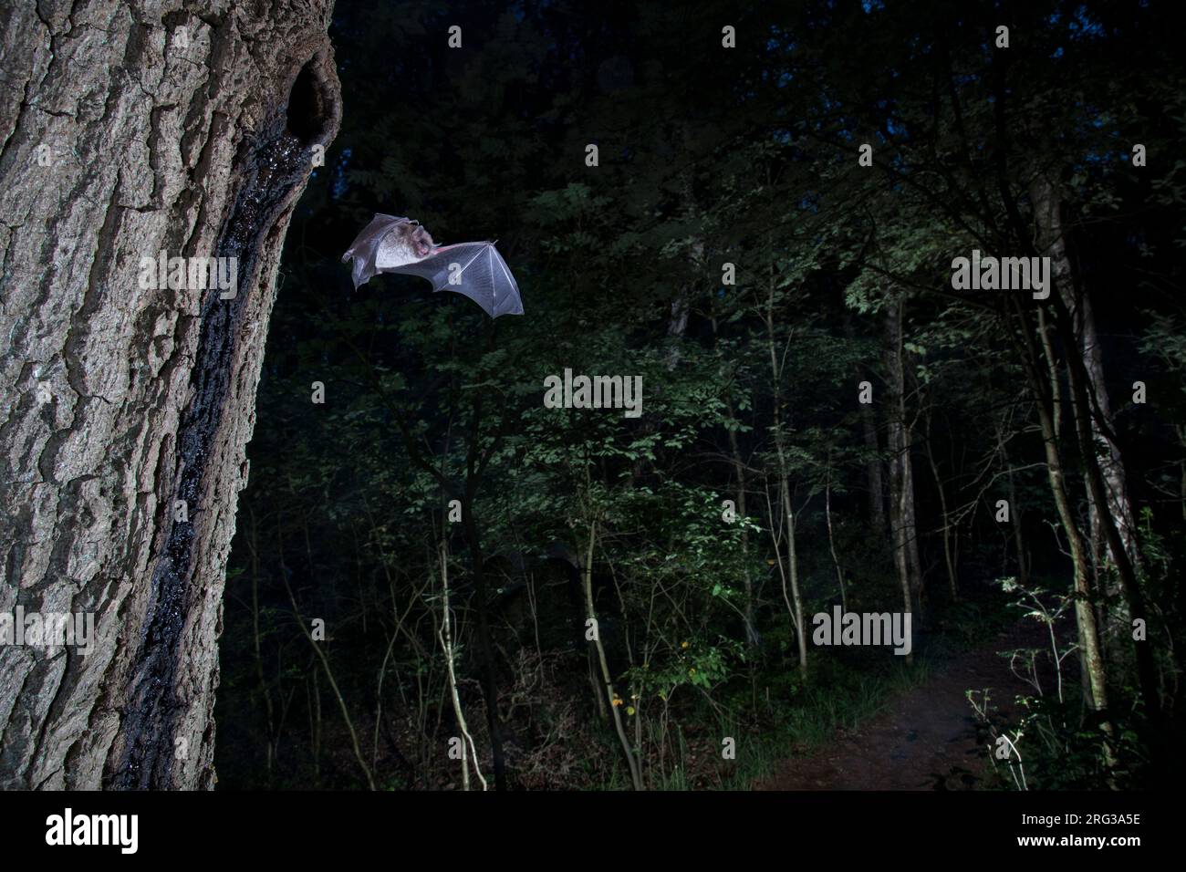 La mazza di Daubenton che lascia il roost Foto Stock