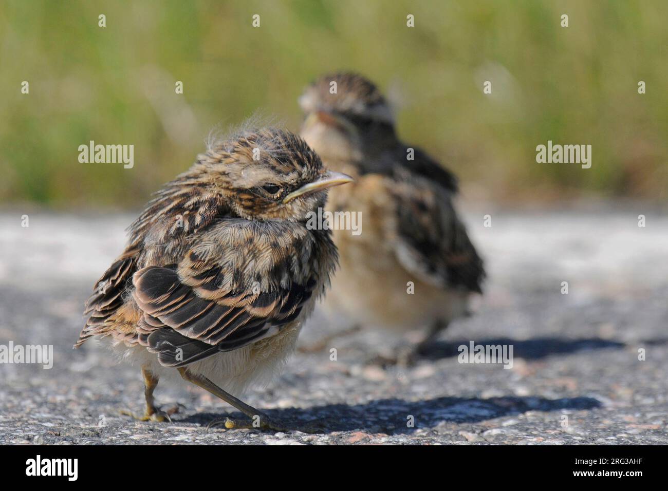 Young Whinchats (Saxicola rubetra), vista laterale di due pulcini in piedi su strada contro l'erba come sfondo Foto Stock