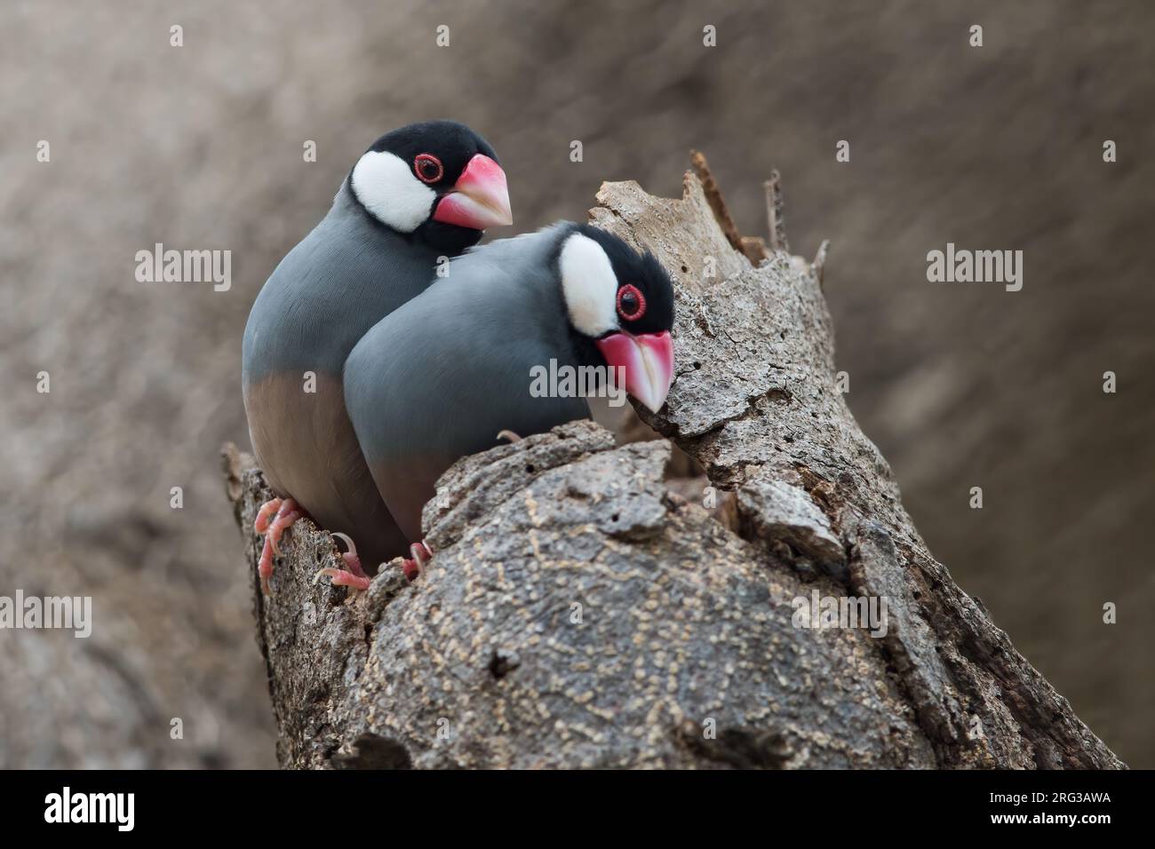 Passero di Giava (Lonchura oryzivora) due uccelli arroccati su un tronco Foto Stock
