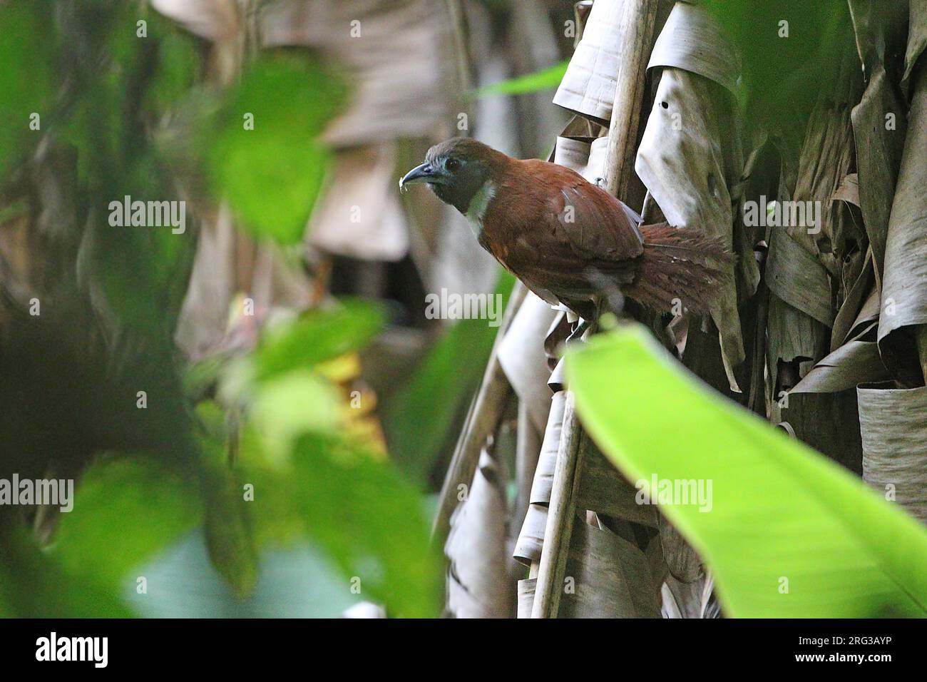 Babbler (Stachyris thoracica) a Giava Occidentale in Indonesia. Foto Stock